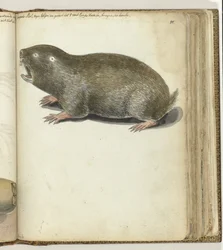 Taupe du Cap