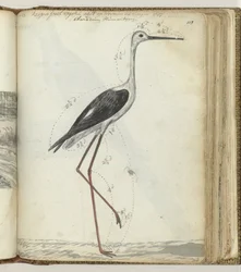 Oiseau de marais du Cap