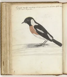 Oiseau du Cap
