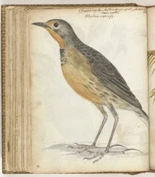 Oiseau du Cap