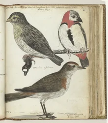 Oiseaux du Cap