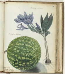 Pastèque et glaïeul du Cap
