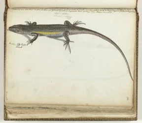 Lézard terrestre et aquatique
