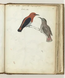 Oiseau des Indes orientales