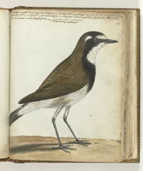 Oiseau-mouton ou rossignol du Cap