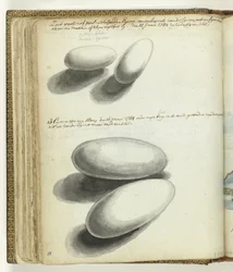 Œufs de tortue et de serpent