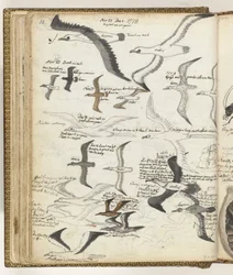Oiseaux de mer