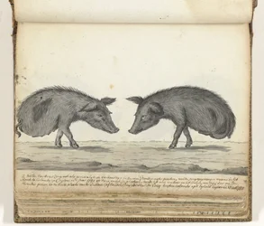 Cochons sans pattes arrière
