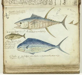 Poissons de mer