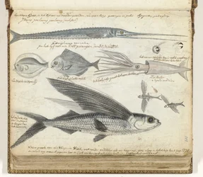 Poissons de mer