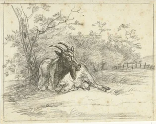 Chèvre couchée