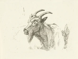 Chèvre couchée