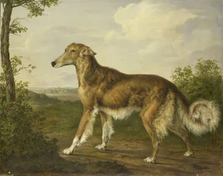 Lévrier sibérien
