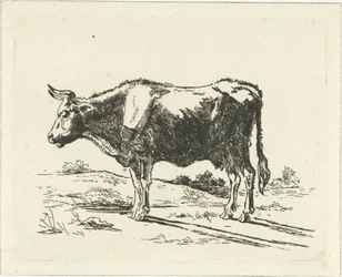 Vache debout