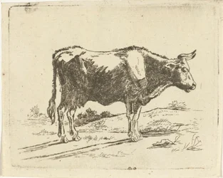 Vache debout