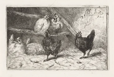 Coq et cinq poules dans un enclos