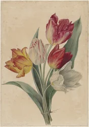 Bouquet de tulipes