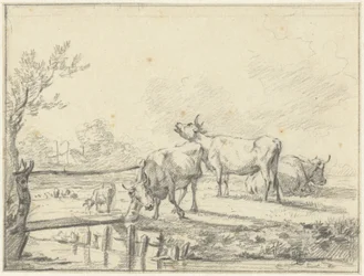 Vaches dans un pré