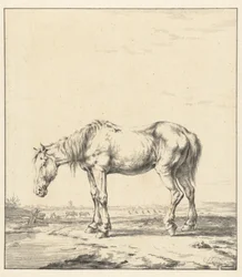Vieux cheval debout près de l