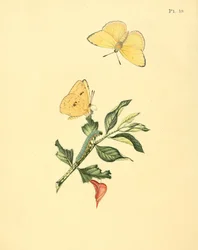 Phoebis sennae (comme syn. Papilio hyperici)