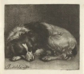 Chien endormi, probablement un épagneul