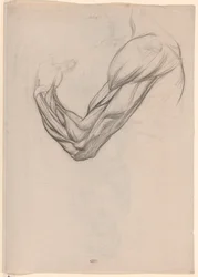 Étude anatomique des muscles d
