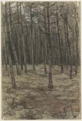 Paysage forestier