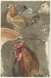 Coq avec des poules