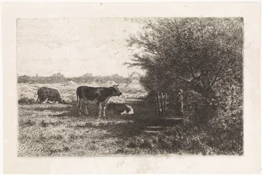 Vaches dans un pré