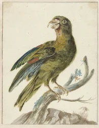 Perruche