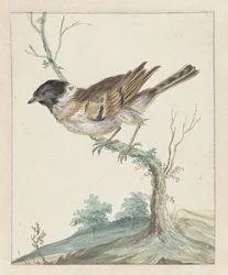 Bruant des roseaux (?)