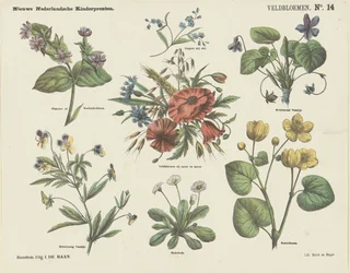 Fleurs des champs