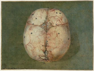 Impressions du cerveau et du cœur
