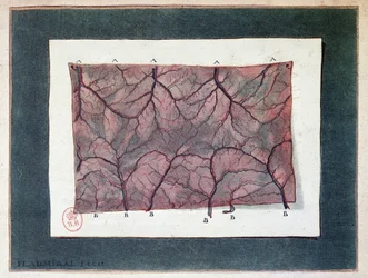 Nerf de la membrane intestinale, Ladmiral