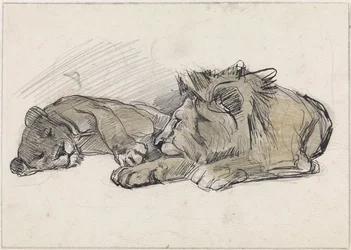 Lion et lionne couchés