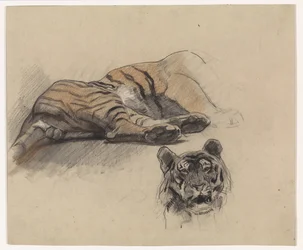 Tigre couché et tête de tigre