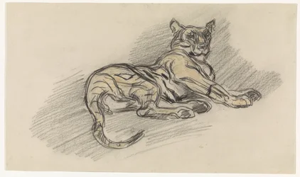 Tigre couché, vers la droite