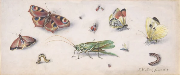 Insectes, papillons et une sauterelle, 17ème siècle