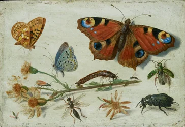 Trois papillons, un coléoptère et d