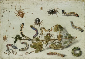 Diverses araignées et chenilles, avec une branche de groseille, début des années 1650