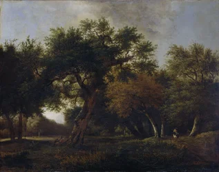 Vue dans les bois