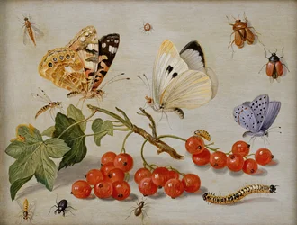 Nature morte avec branche de groseilles rouges, papillons, coléoptères, chenille et insectes