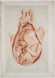 Ms Hunter 658, planche XII, dessin pour « Anatomie de l