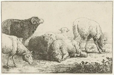 Moutons (Dieren, Zoographiam)