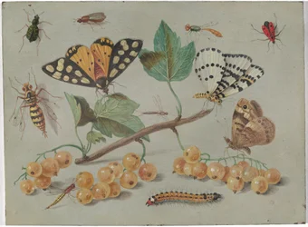 Étude de papillons et d