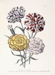 Une variété d