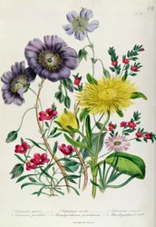 Calandrinia, planche 18 de « Le jardin de fleurs des dames », publié en 1842