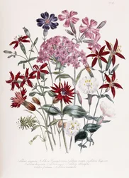 Silène