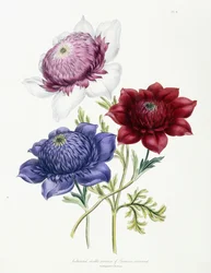Variétés doubles cultivées d