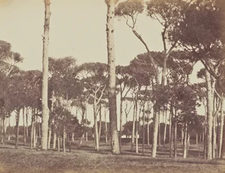 Pinède en pierre, Villa Pamfili Doria, Rome
